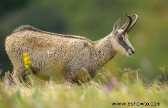 Animales comunes encontrados en la tundra