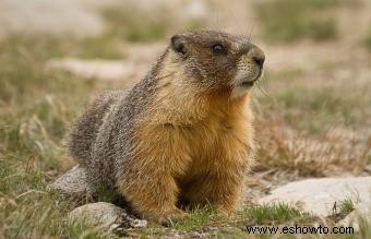 Animales comunes encontrados en la tundra