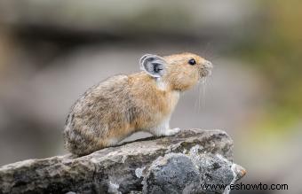 Animales comunes encontrados en la tundra