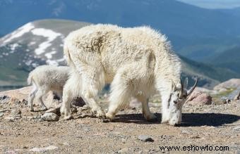 Animales comunes encontrados en la tundra