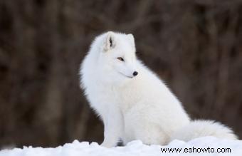 Animales comunes encontrados en la tundra