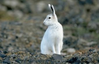 Animales comunes encontrados en la tundra