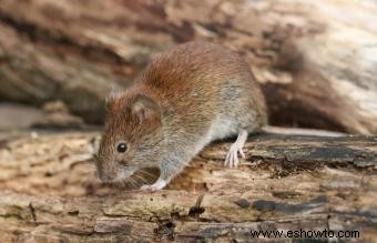 Animales comunes encontrados en la tundra