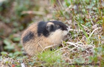 Animales comunes encontrados en la tundra