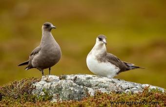 Animales comunes encontrados en la tundra