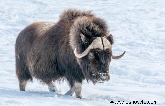 Animales comunes encontrados en la tundra