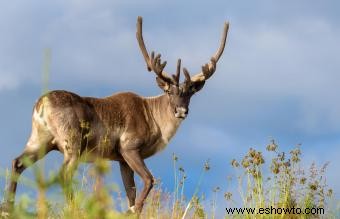 Animales comunes encontrados en la tundra