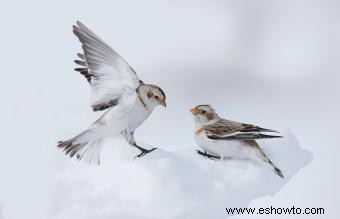 Animales comunes encontrados en la tundra