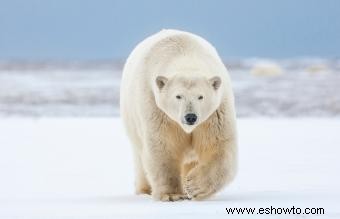 Animales comunes encontrados en la tundra