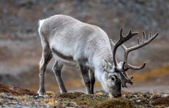 Animales comunes encontrados en la tundra