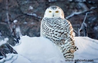 Animales comunes encontrados en la tundra