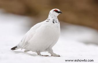 Animales comunes encontrados en la tundra