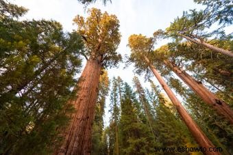 Lista de los 50 árboles estatales de EE. UU.