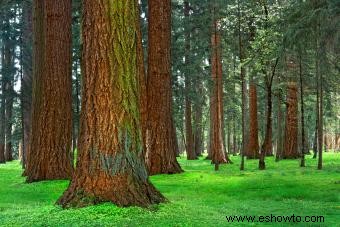 Lista de los 50 árboles estatales de EE. UU.