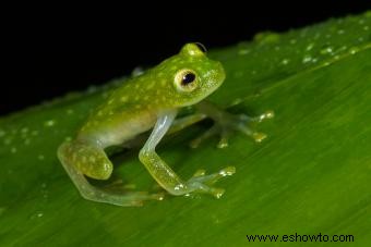 Lista de animales de la selva