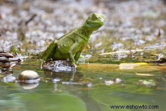 Lista de animales de la selva