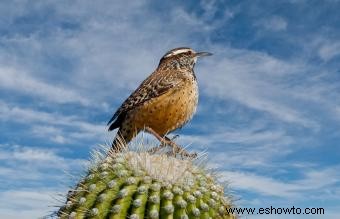 Lista de las 50 aves estatales de EE. UU. con imágenes