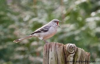 Lista de las 50 aves estatales de EE. UU. con imágenes