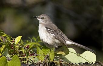 Lista de las 50 aves estatales de EE. UU. con imágenes