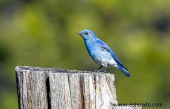 Lista de las 50 aves estatales de EE. UU. con imágenes