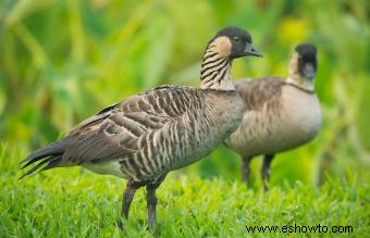 Lista de las 50 aves estatales de EE. UU. con imágenes