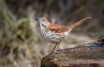 Lista de las 50 aves estatales de EE. UU. con imágenes