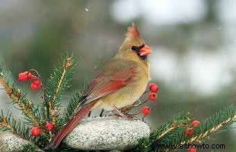 Lista de las 50 aves estatales de EE. UU. con imágenes