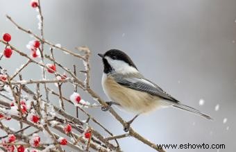 Lista de las 50 aves estatales de EE. UU. con imágenes