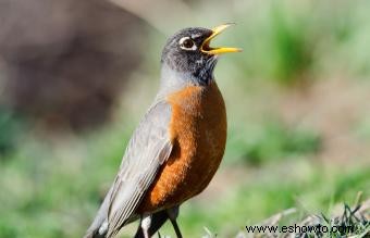 Lista de las 50 aves estatales de EE. UU. con imágenes