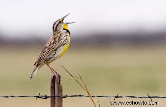 Lista de las 50 aves estatales de EE. UU. con imágenes