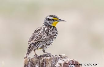 Lista de las 50 aves estatales de EE. UU. con imágenes