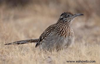 Lista de las 50 aves estatales de EE. UU. con imágenes