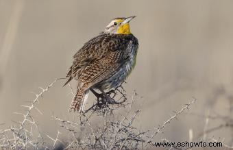 Lista de las 50 aves estatales de EE. UU. con imágenes