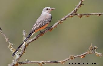 Lista de las 50 aves estatales de EE. UU. con imágenes