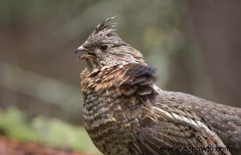 Lista de las 50 aves estatales de EE. UU. con imágenes