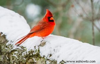 Lista de las 50 aves estatales de EE. UU. con imágenes