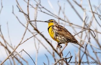 Lista de las 50 aves estatales de EE. UU. con imágenes