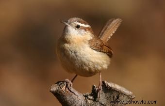 Lista de las 50 aves estatales de EE. UU. con imágenes