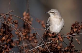 Lista de las 50 aves estatales de EE. UU. con imágenes