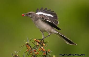 Lista de las 50 aves estatales de EE. UU. con imágenes