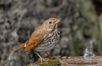 Lista de las 50 aves estatales de EE. UU. con imágenes