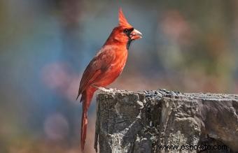 Lista de las 50 aves estatales de EE. UU. con imágenes