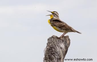 Lista de las 50 aves estatales de EE. UU. con imágenes