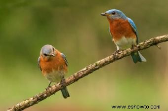 Cómo empezar a observar aves