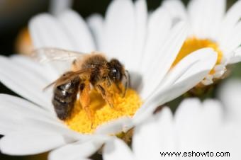 ¿Puede el polen de abeja restaurar el color de las canas?