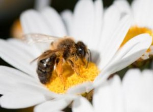 ¿Puede el polen de abeja revertir las canas? Evidencia, beneficios y riesgos
