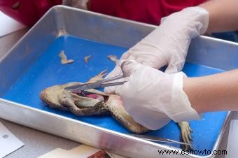 Experimentos de biología en la escuela secundaria