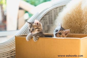 Estrategias de contención de gatitos para mantenerlos seguros