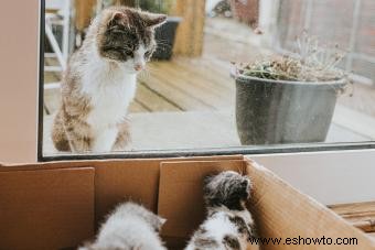 Estrategias de contención de gatitos para mantenerlos seguros