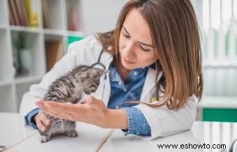 Síntomas y tratamientos del síndrome del gatito que se desvanece